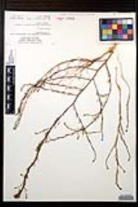 Gayophytum diffusum image