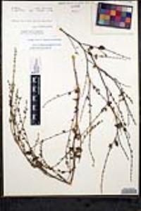 Salvia pseudomisella image