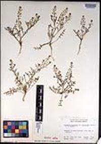 Lepidium virginicum var. robinsonii image