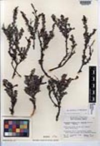 Eriogonum wrightii var. dentatum image