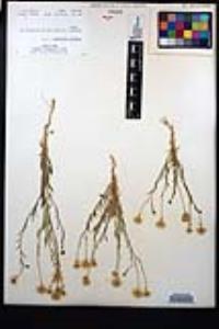 Erigeron divergens image