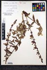 Penstemon clevelandii image