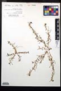 Camissonia strigulosa image