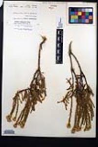 Ericameria cooperi image