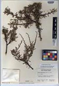 Prunus fasciculata var. fasciculata image