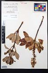 Aesculus parryi image