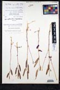 Streptanthus carinatus subsp. arizonicus image