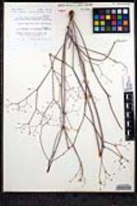 Eriogonum inflatum image