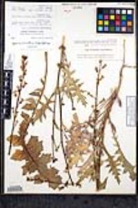 Streptanthus carinatus image