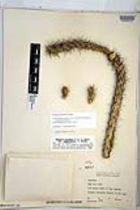 Cylindropuntia alcahes subsp. gigantensis image
