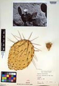 Opuntia tapona image