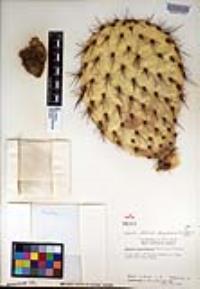 Opuntia littoralis image