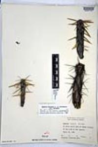 Cylindropuntia molesta image