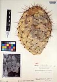 Opuntia phaeacantha image