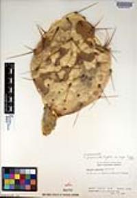 Opuntia phaeacantha image