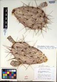 Opuntia engelmannii image