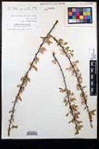 Senegalia greggii image