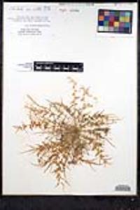 Tropidocarpum gracile image