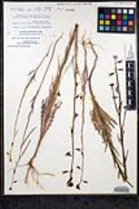 Caulanthus heterophyllus var. heterophyllus image