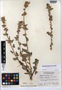 Sphaeralcea fulva image
