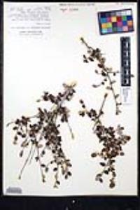 Ceanothus tomentosus var. olivaceus image