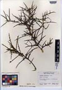 Adolphia californica image