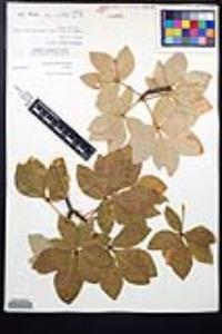 Aesculus parryi image