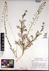 Descurainia pinnata subsp. halictorum image