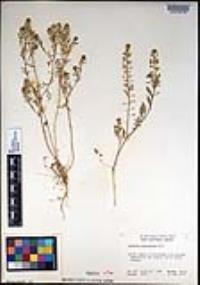 Lepidium lasiocarpum image