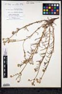 Cryptantha intermedia var. intermedia image