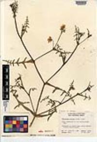 Pholistoma auritum image