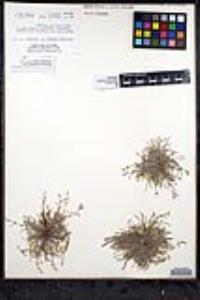 Pectocarya linearis image