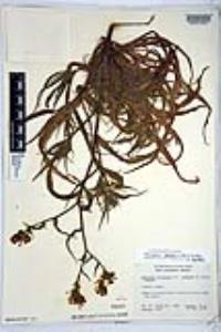 Amsinckia spectabilis image