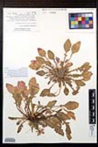 Oenothera wigginsii image