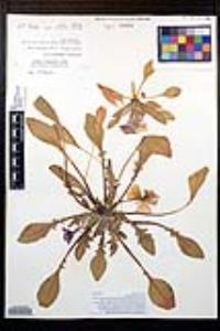 Oenothera wigginsii image