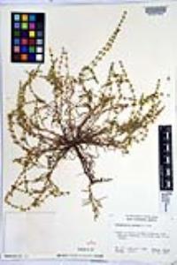 Harpagonella palmeri image