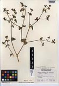 Mirabilis laevis var. crassifolia image