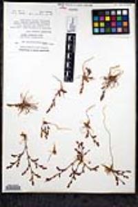 Lastarriaea coriacea image