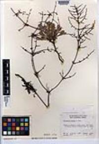 Eriogonum scalare image