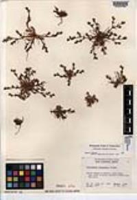 Chorizanthe interposita image