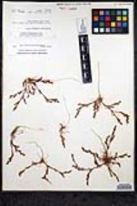 Lastarriaea coriacea image