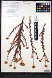 Eriogonum fasciculatum var. flavoviride image