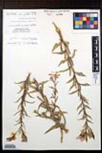 Oenothera elata image