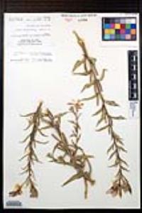 Oenothera elata subsp. hirsutissima image