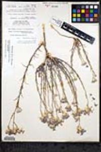 Eriastrum densifolium subsp. austromontanum image
