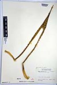 Agave cerulata image