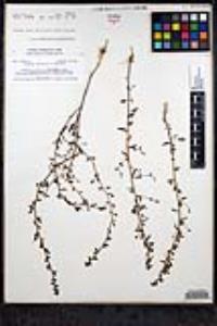 Sairocarpus pusillus image