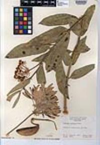 Asclepias eriocarpa image