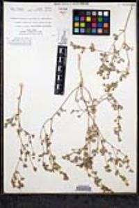 Eriastrum sapphirinum subsp. dasyanthum image