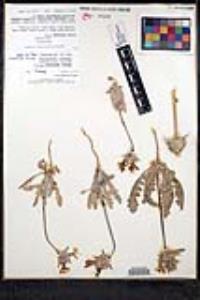 Salvia carduacea image